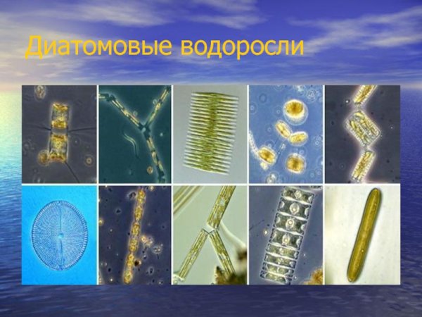 Bacillariophyta диатомовые водоросли
