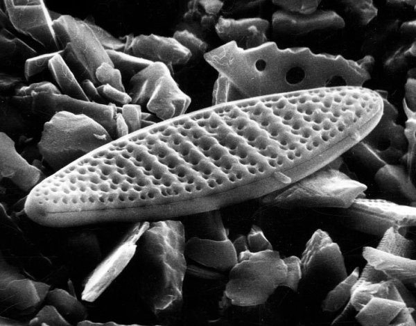 Bacillariophyta диатомовые водоросли