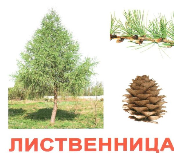 Лиственница для дошкольников