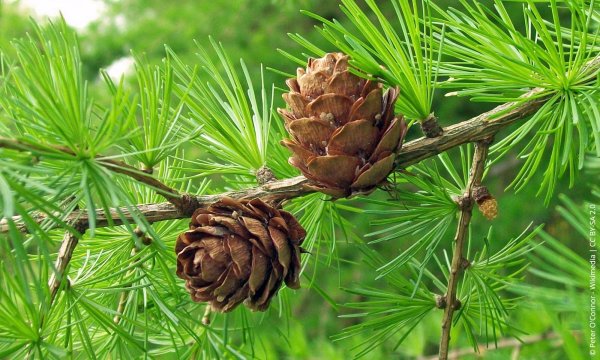 Лиственница Сибирская Larix sibirica