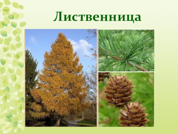 Лиственница европейская хвоинки