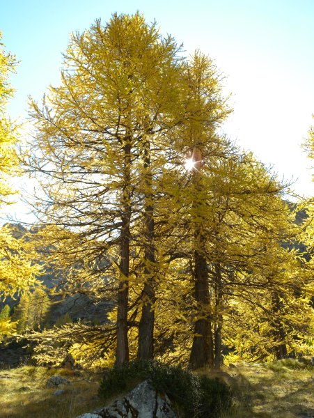 Лиственница Сибирская Larix sibirica