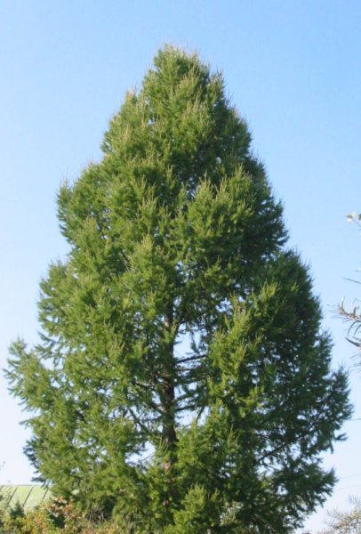 Лиственница европейская Larix decidua