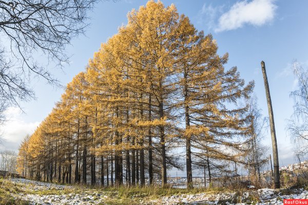 Лиственница Сибирская Larix sibirica