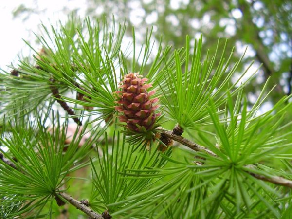 Лиственница Амурская