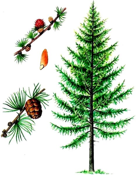 Лиственница Сибирская дерево