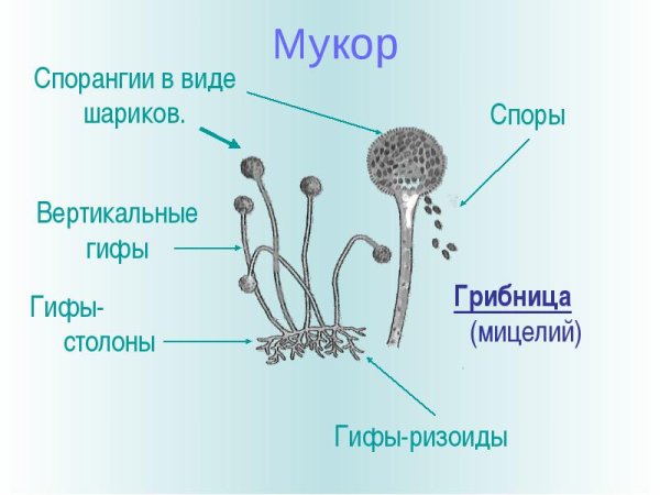 Строение плесени мукора