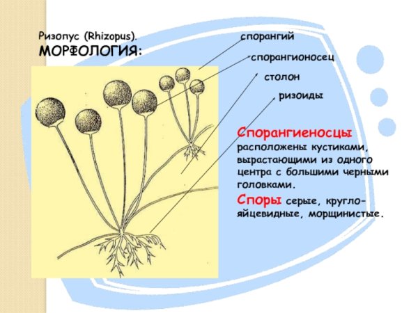 Ризопус спорангий