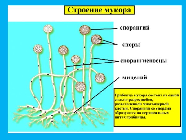 Строение лесного гриба мукора