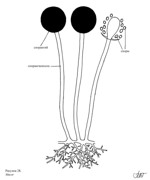 Спорангии гриба мукора