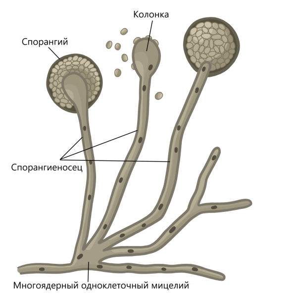 Мицелий гриба мукор