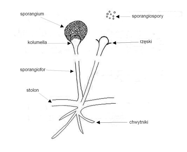 Ризопус спорангий