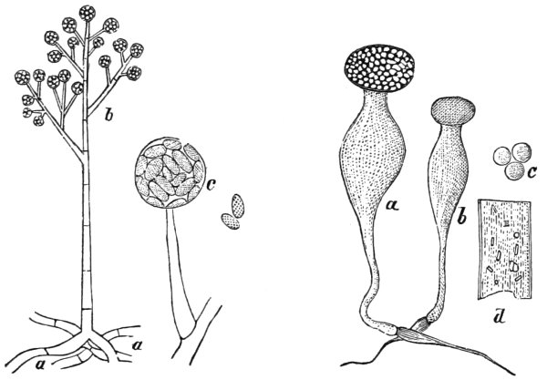 Спорангии водорослей
