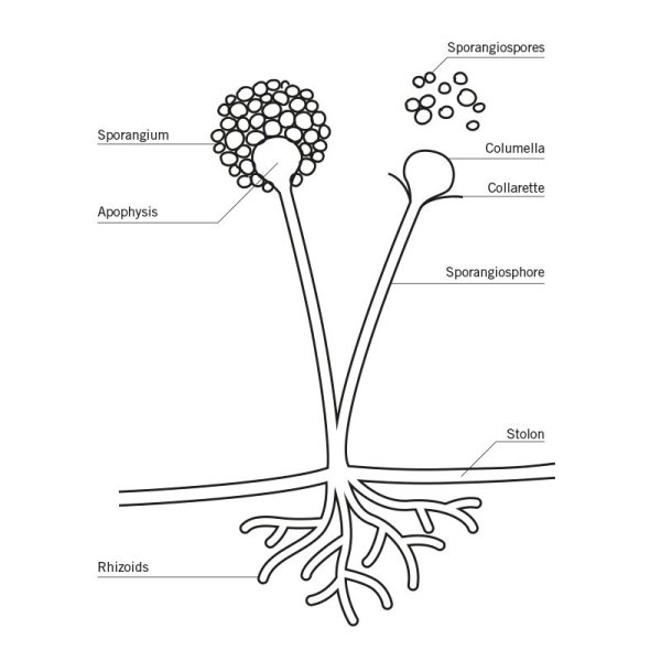 Спорангий аспергилла