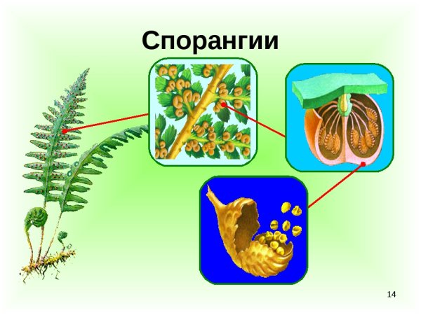 Строение плесневого гриба мукора