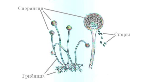 Мукор пеницилл аспергилл