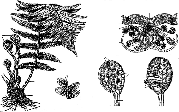 Спорангий папоротника схема