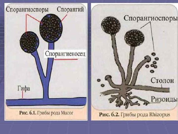 Строение папоротника спорангии
