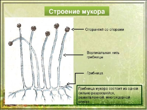 Строение коробочки Кукушкина льна