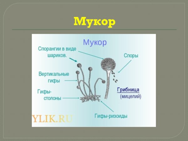 Строение мукора и пеницилла