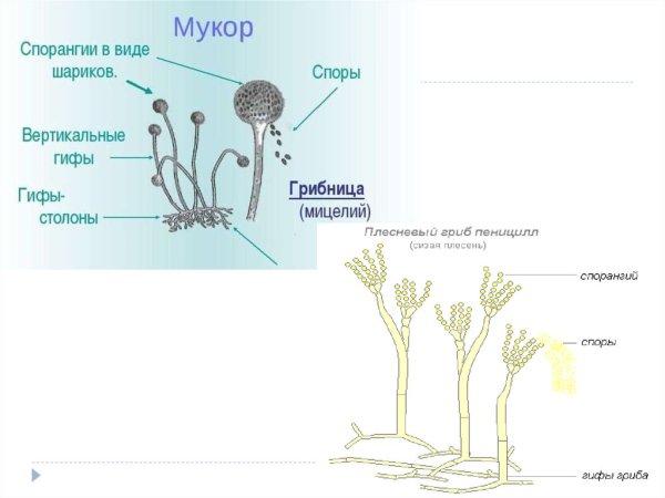 Кукушкин лен строение спорофита
