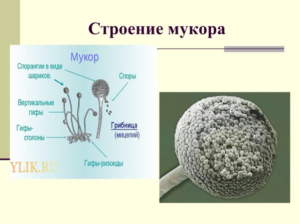 Спорангийкукушкиного льна рисунок
