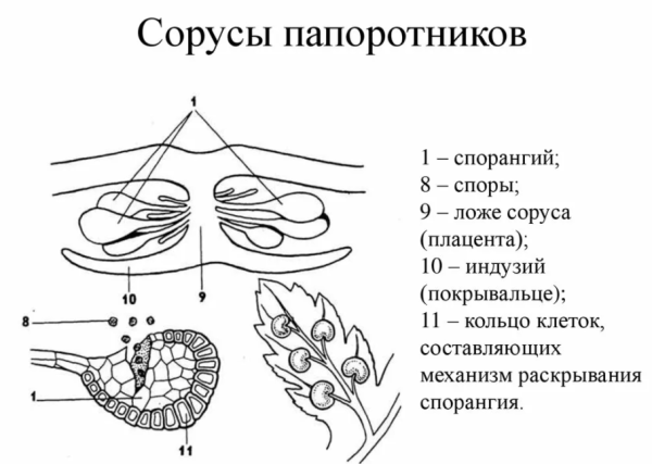 Папоротник заросток и спорангии