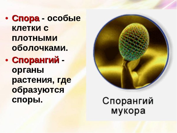 Грибы рода Thamnidium