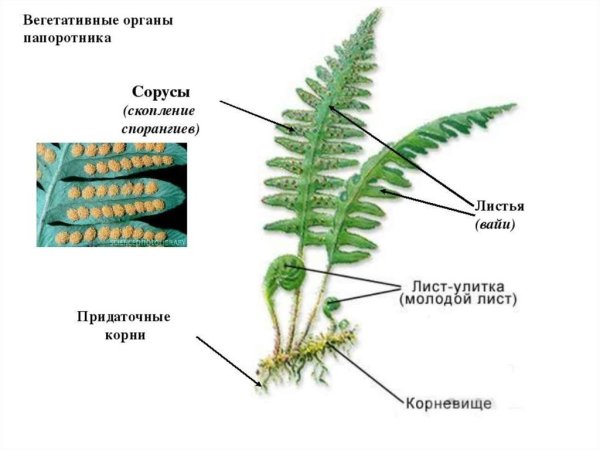 Плесневые грибы мукор