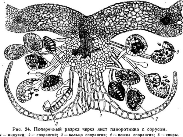 Грибы родов Mucor и Rhizopus