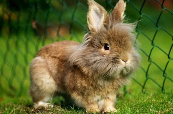 Карликовые львиноголовые кролики