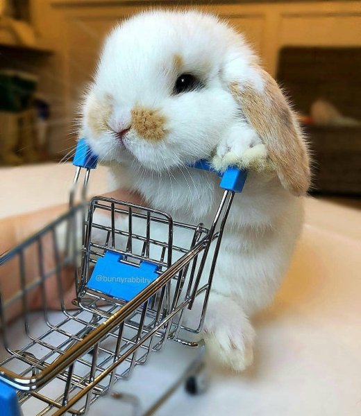 Декоративный кролик
