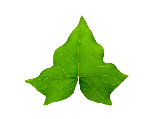 Лист плюща "Ivy Hedera Green