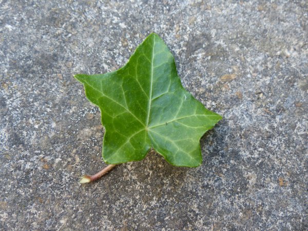 Лист плюща "Ivy Hedera Green