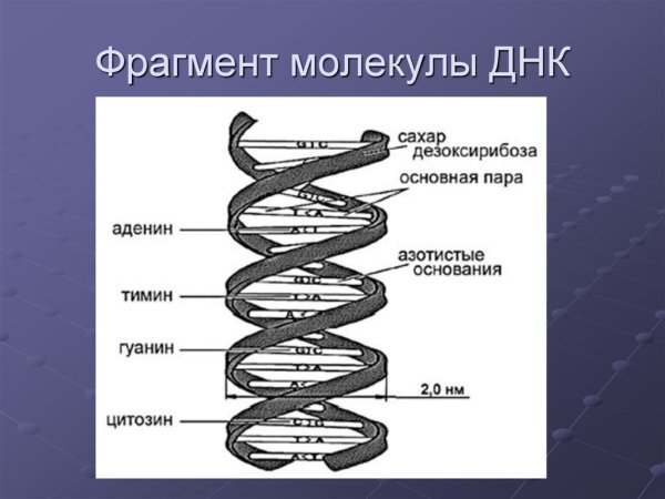 Схема строения молекулы ДНК