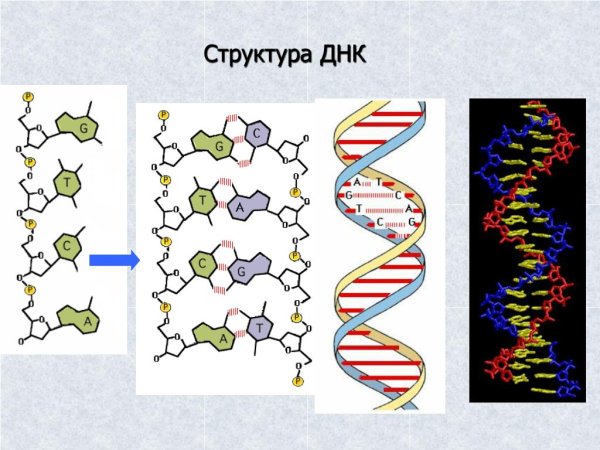 Первичная структура и вторичная структура ДНК