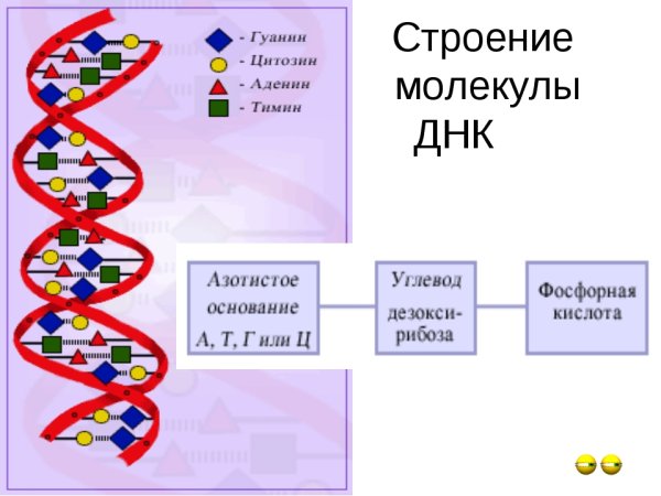 Нарисуйте схему строения ДНК