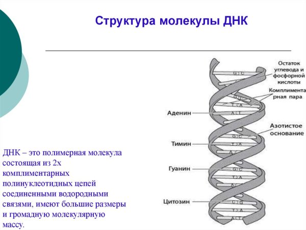 Схема строения молекулы ДНК