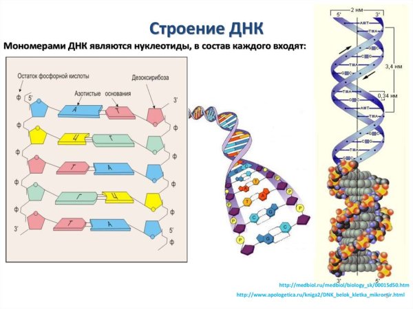 Молекула ДНК структура нуклеотиды