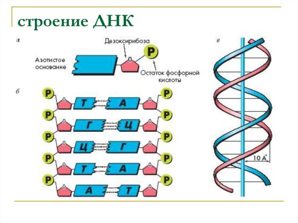 Схема строения ДНК