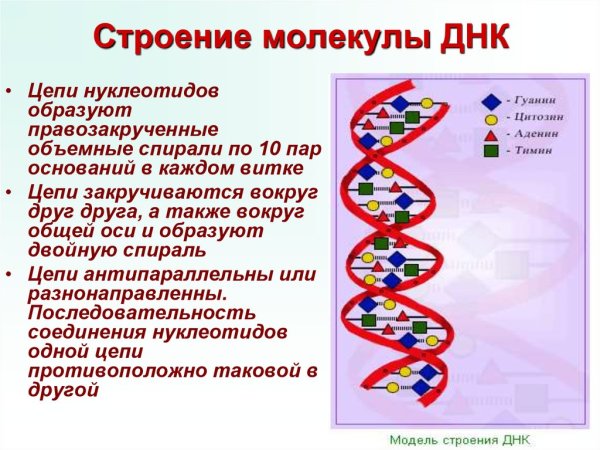 Описание строения ДНК