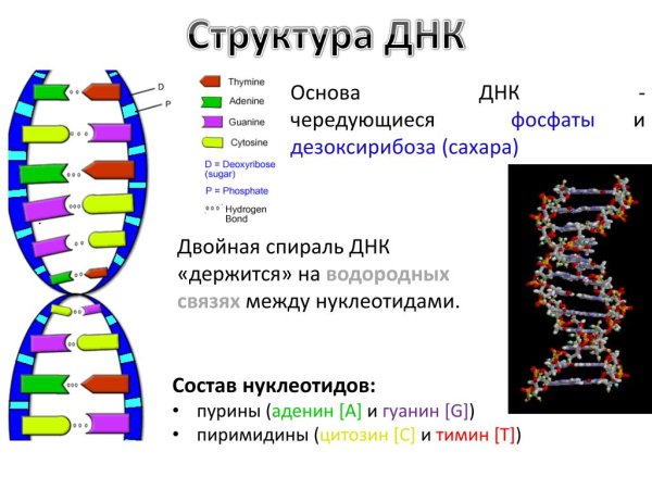 Молекула ДНК структура нуклеотиды