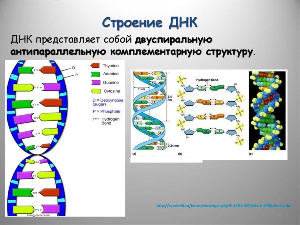 Двуспиральную структуру ДНК
