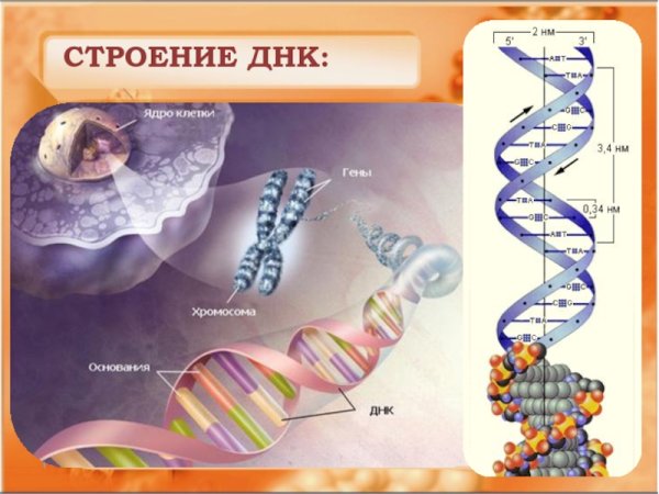 Структура ДНК