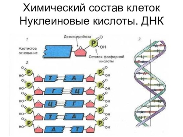 Схематическое строение ДНК