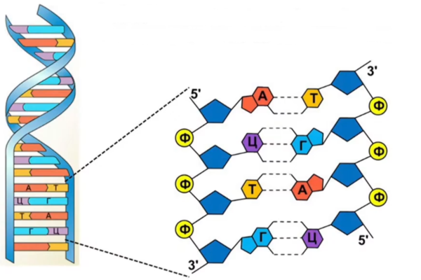 Цепочка ДНК структура