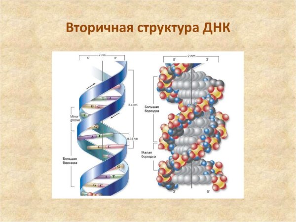 Вторичная структура ДНК И РНК