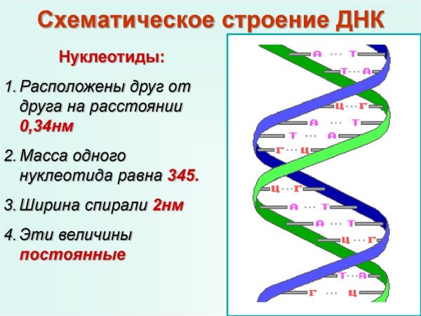 Компоненты нуклеотида ДНК схема