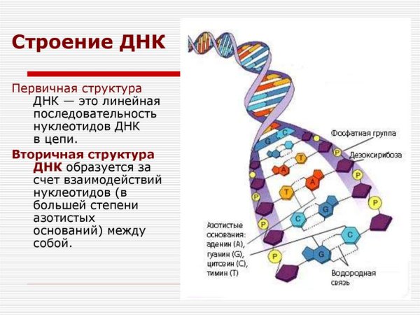 Первичная структура ДНК биохимия