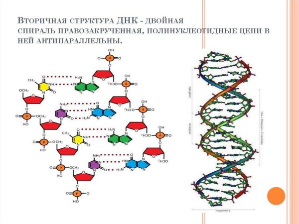 Фрагмент молекулы ДНК вторичной структуры